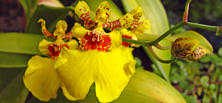 Muito prazer, eu sou uma orquídea! | Orquídea sem frescura