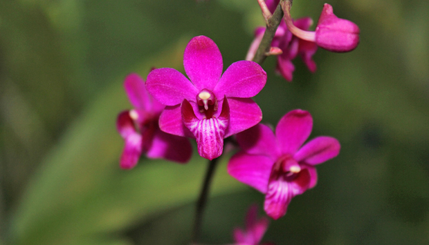As 9 maiores dúvidas sobre orquídeas | Orquídea sem frescura
